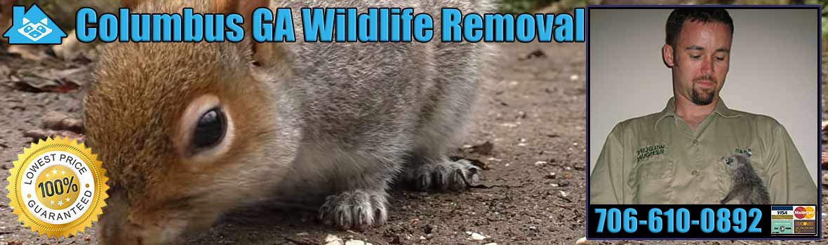 Columbus Wildlife and Animal Removal